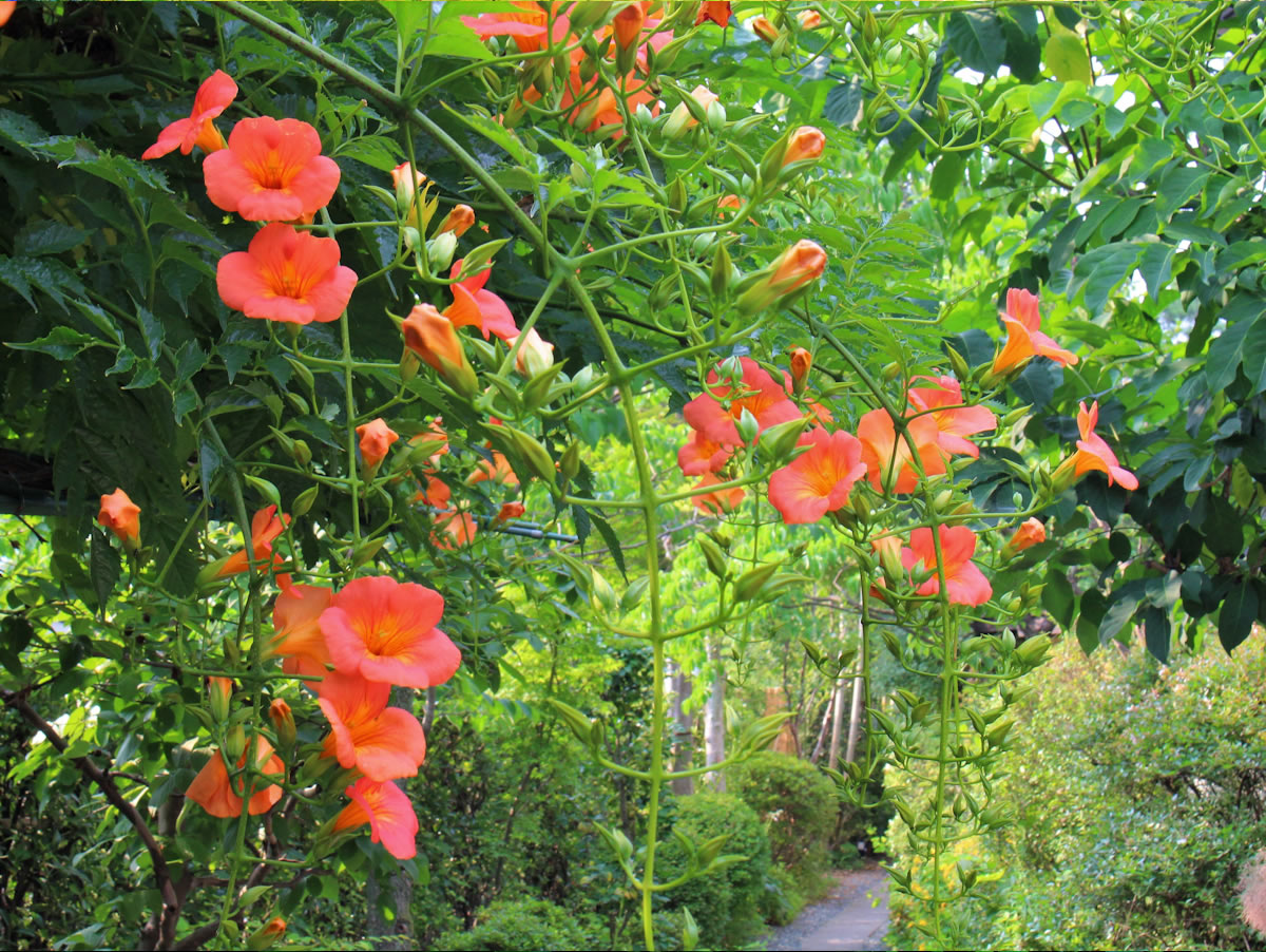 ノウゼンカズラ