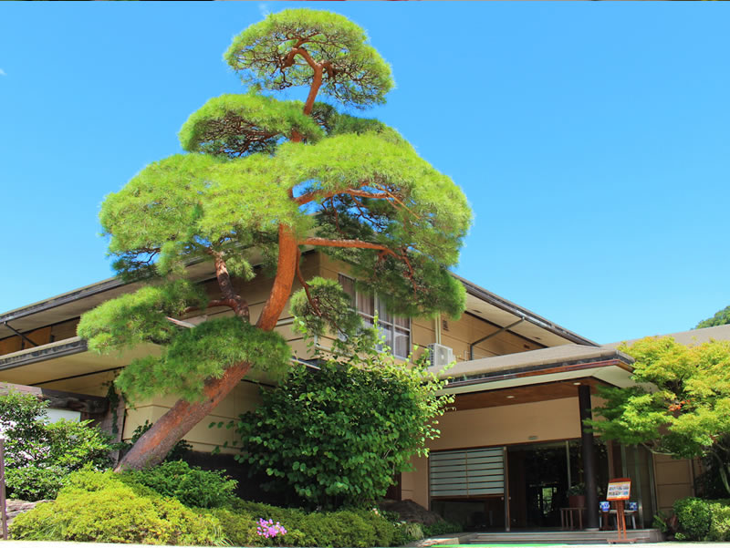 エントランス前の赤松