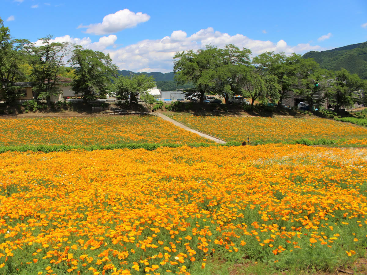 カリフォルニアポピー(ハナビシソウ)とシャーレーポピー
