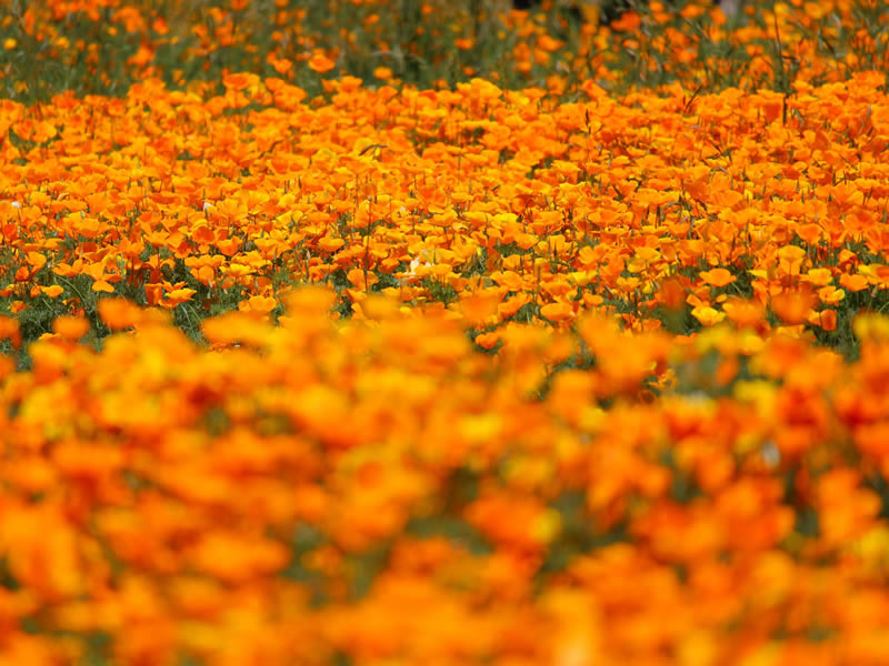 ハナビシソウ園