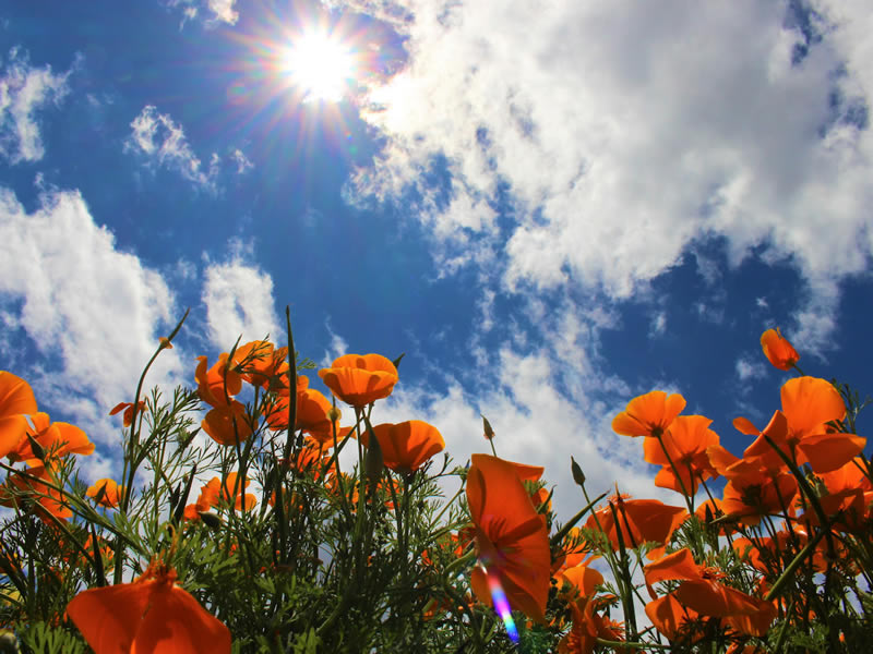 ハナビシソウ園