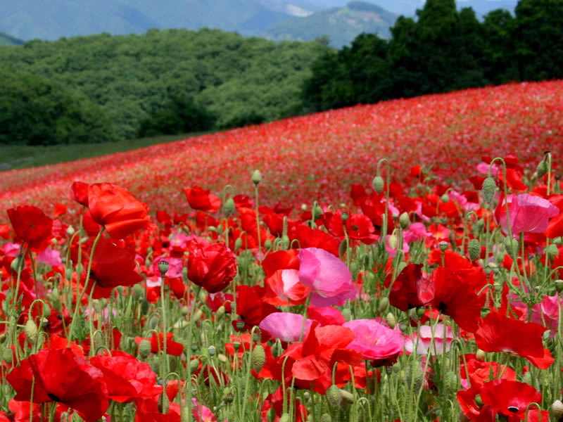天空のポピー