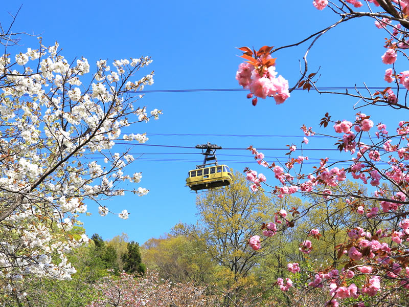 不動寺の裏山の八重桜