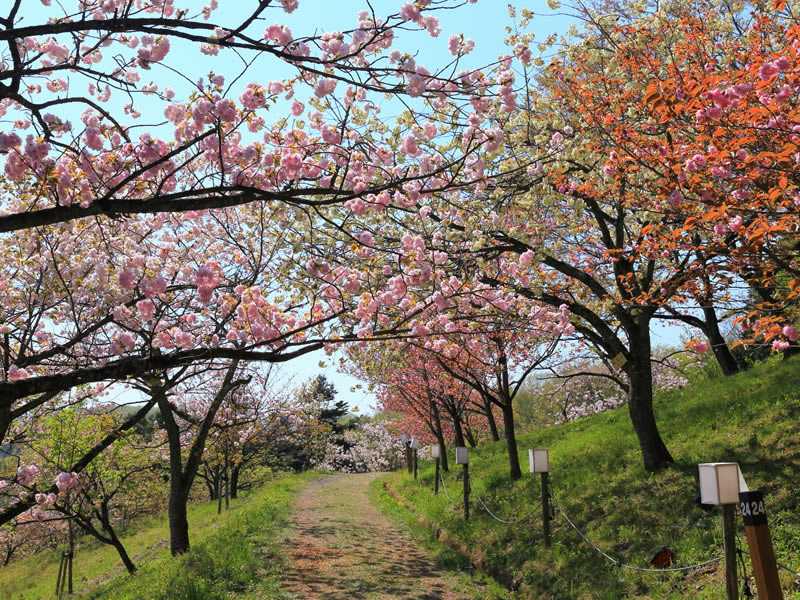 不動寺の裏山の八重桜