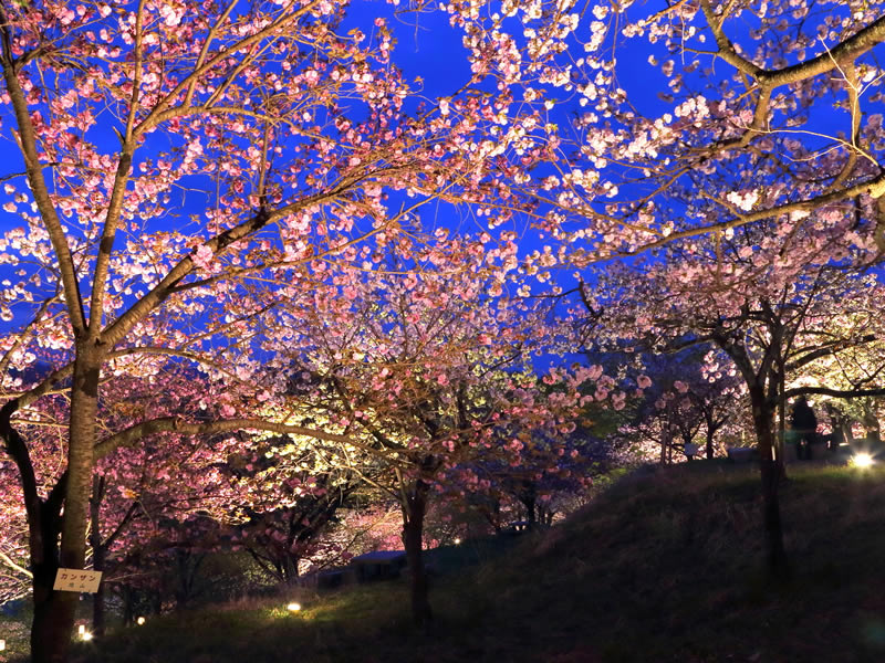 不動寺の裏山の八重桜