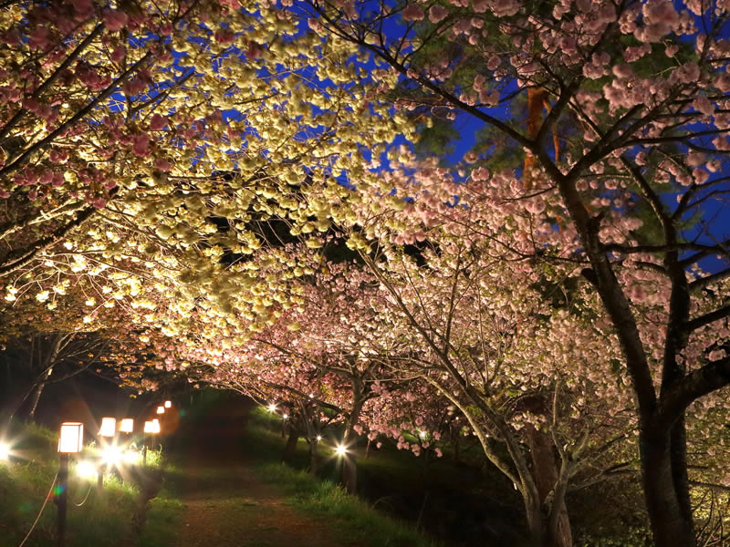 不動寺の裏山の八重桜