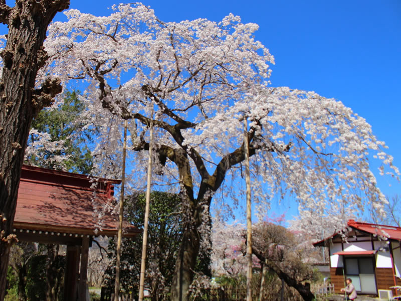 法善寺の枝垂れ桜