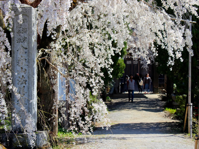法善寺の枝垂れ桜