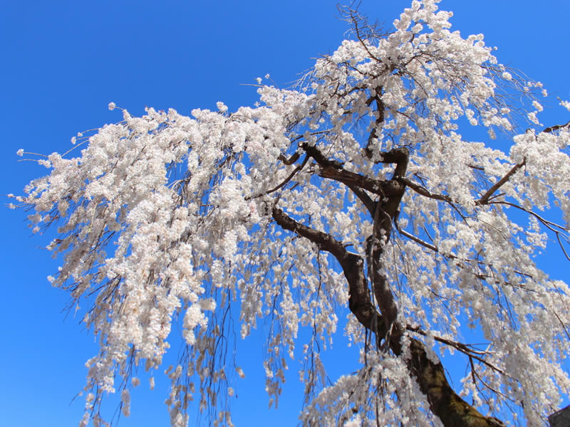 法善寺の枝垂れ桜