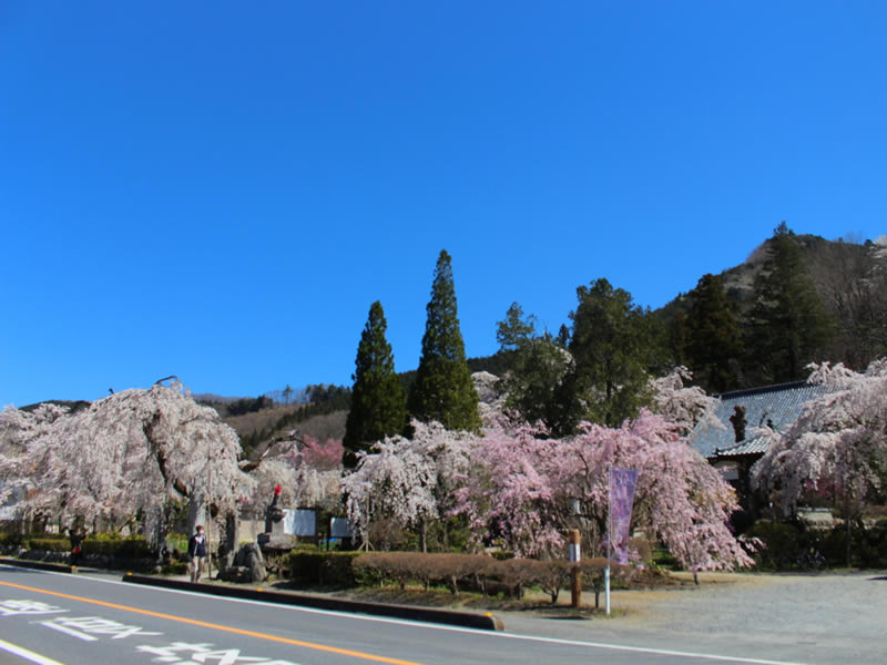法善寺の枝垂れ桜
