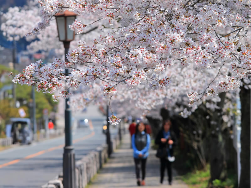 ソメイヨシノの桜道
