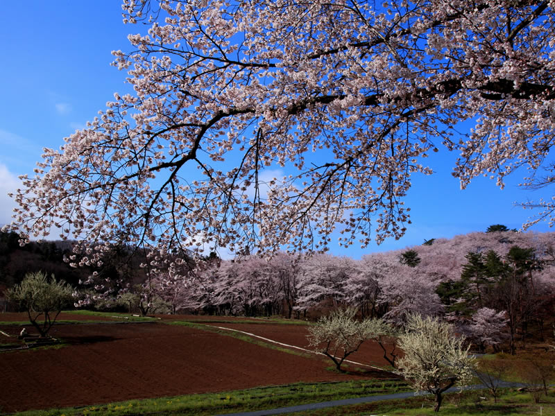 野土山の桜の里