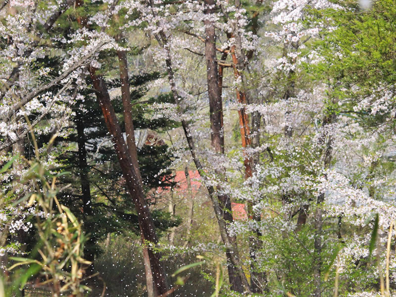 野土山の桜の里