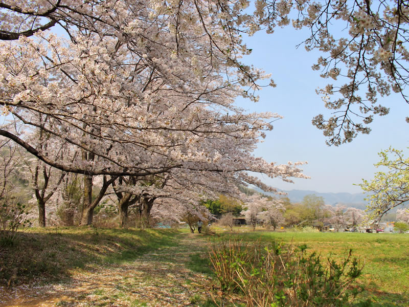 野土山の桜の里
