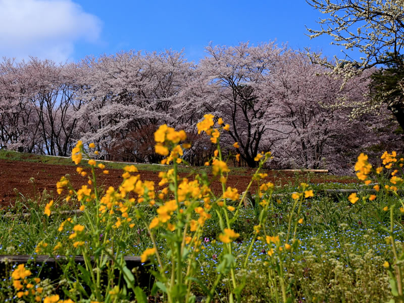 野土山の桜の里