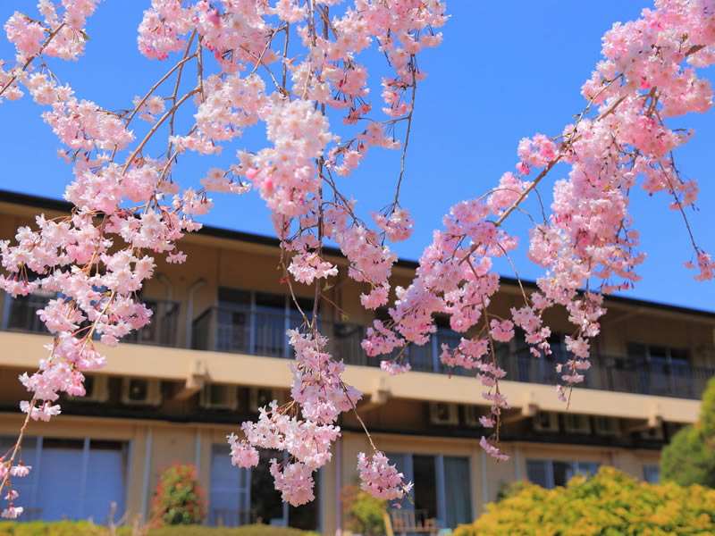 長生館庭園のシダレザクラ
