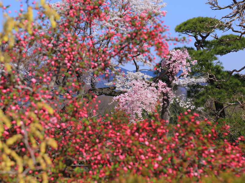 長生館庭園のシダレザクラ