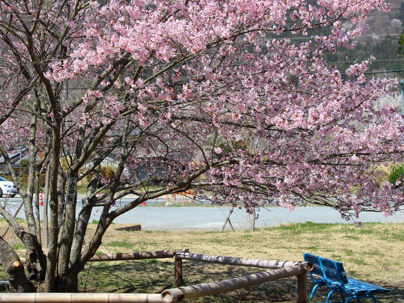 道光寺の枝垂れ桜