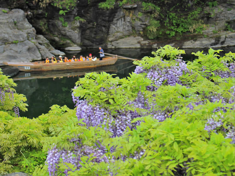 長瀞岩畳のノダフジ