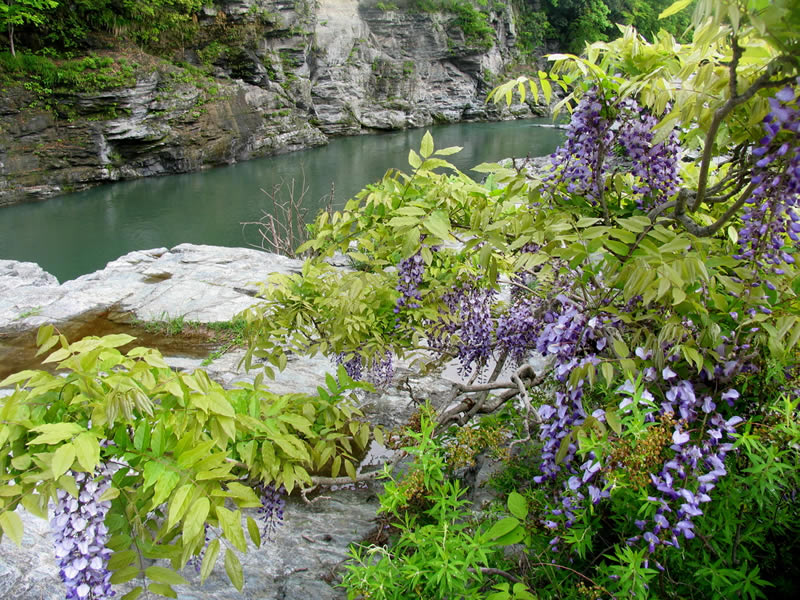 長瀞岩畳のノダフジ