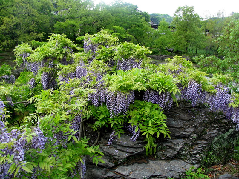 長瀞岩畳のノダフジ
