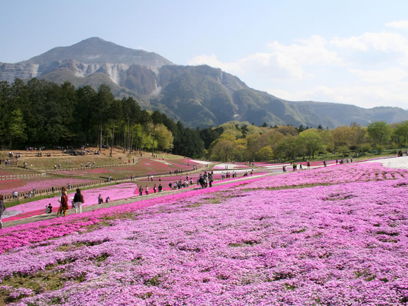 秩父羊山公園の芝桜
