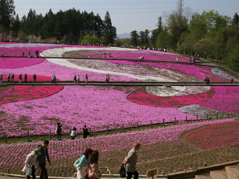 秩父羊山公園の芝桜