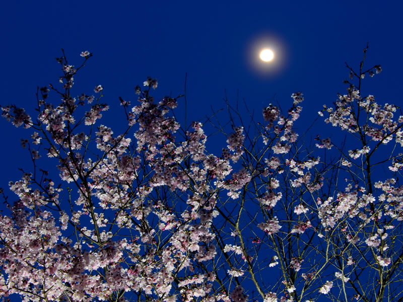 道光寺の枝垂れ桜