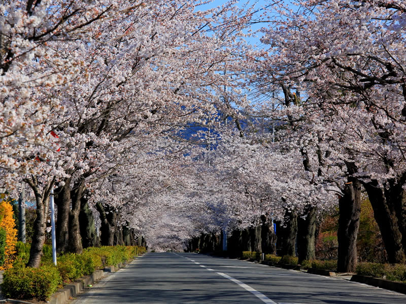 北桜通り桜のトンネル