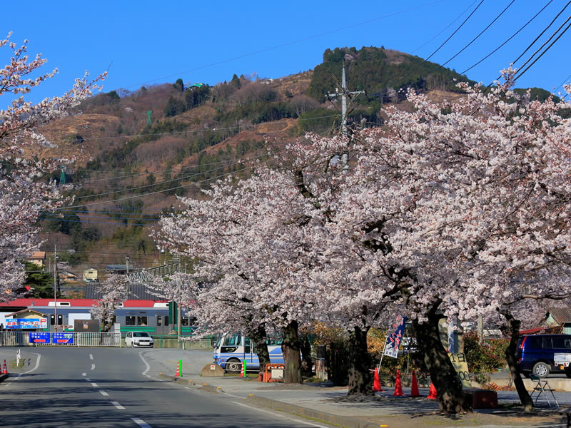 北桜通り桜のトンネル