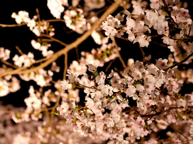 北桜通り桜のトンネル