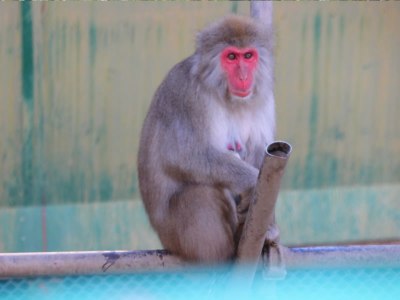 宝登山小動物公園のニホンザル
