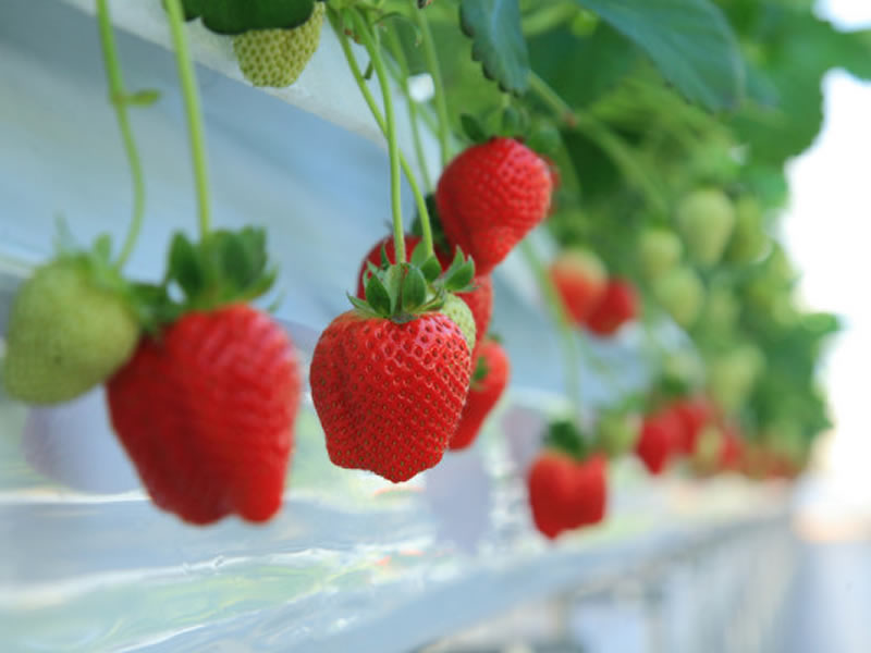 秩父いちご狩り