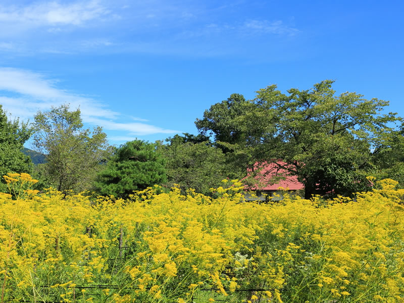秋の七草寺めぐり
