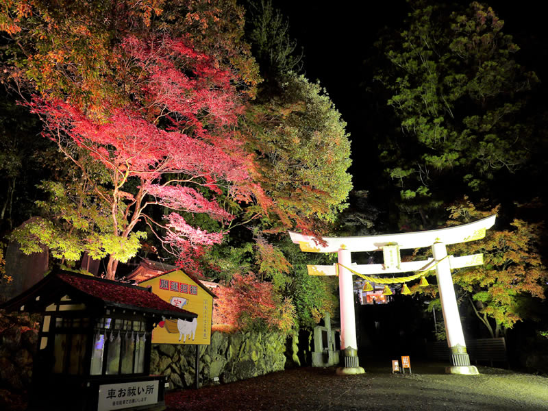 紅葉スポット宝登山神社夜間ライトアップ