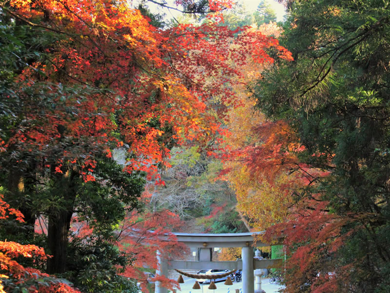 紅葉スポット宝登山神社