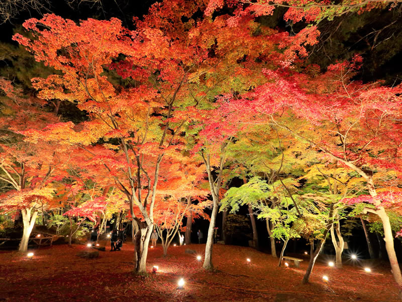 長瀞イチの紅葉スポット月の石もみじ公園