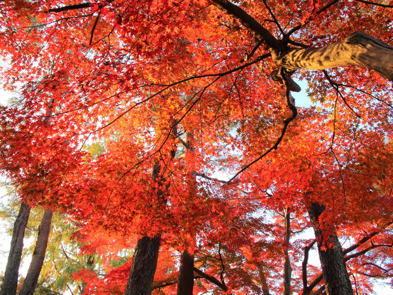 長瀞イチの紅葉スポット月の石もみじ公園