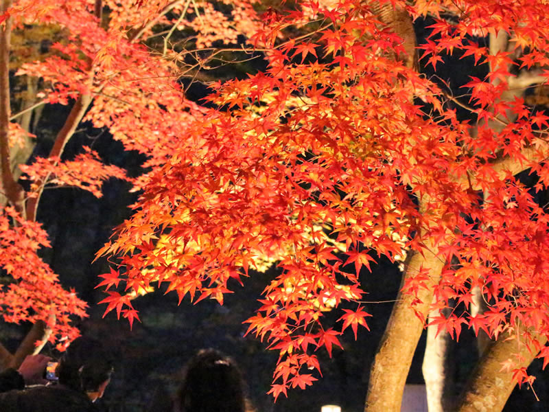 長瀞イチの紅葉スポット月の石もみじ公園