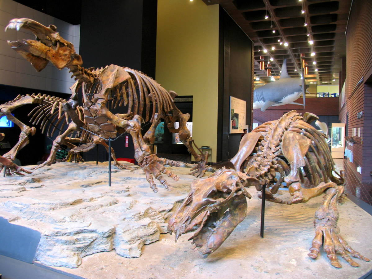 県立自然の博物館